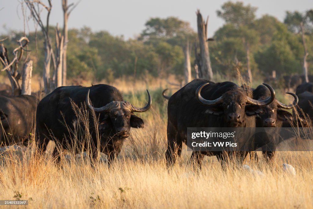 African buffalos (Syncerus caffer), Okavango Delta, Botswana