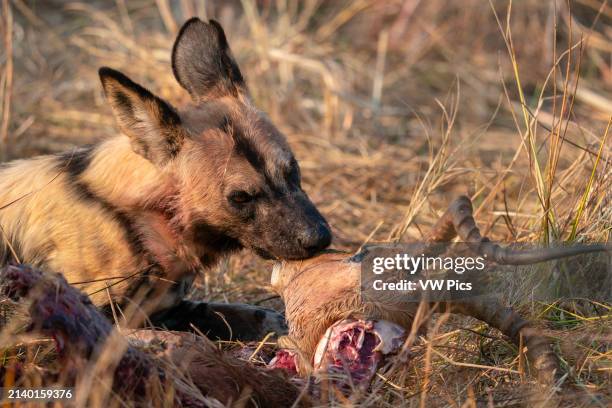 African wild dog eating an impala (Aepyceros melampus, Okavango Delta, Botswana.