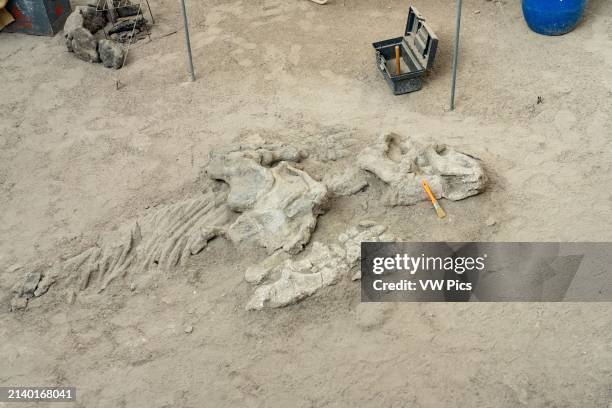 Actual dinosaur bones in a reconstuction of a dinosaur dig camp in the William Sill Museum in Ischigualasto Provincial Park, Argentina.