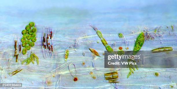 The image presents various tiny algae settled on Lemna sp. Root, photographed through the microscope in polarized light at a magnification of 200X.