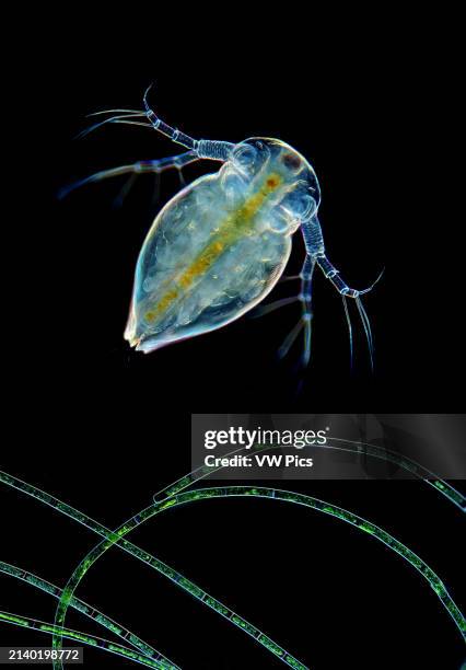 The image presents cladoceran in rare frontal view above filamntous algae photographed through the microscope in polarized light and dark field at a...
