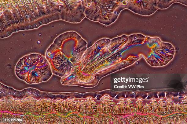 Acetate Microscope 888 Acetate Stock Photos, High-Res Pictures, and Images - Getty Images