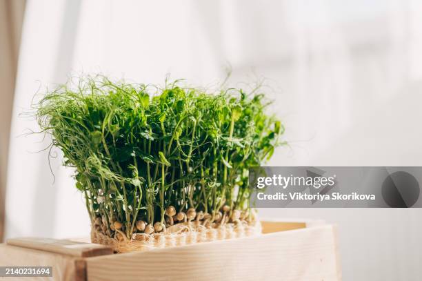 microgreen corundum coriander sprouts in female hands raw sprouts, microgreens, healthy eating concept - superfood stock pictures, royalty-free photos & images