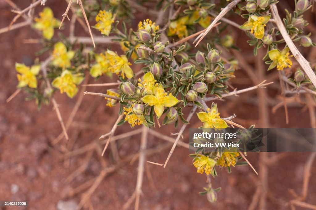 Blackbrush