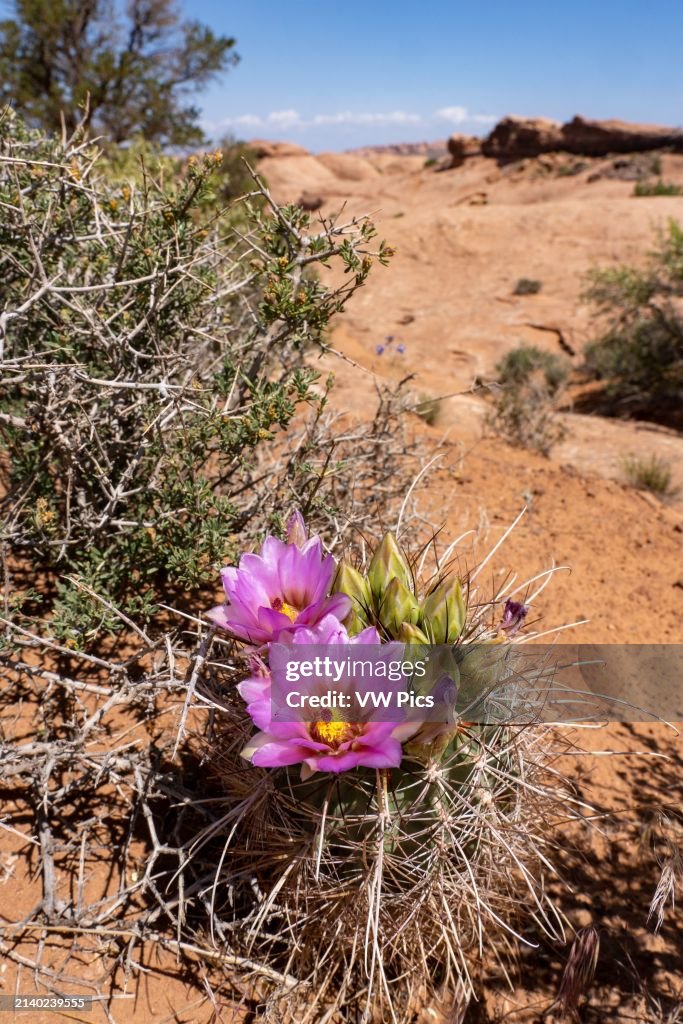 Whipple's Fishhook Cactus