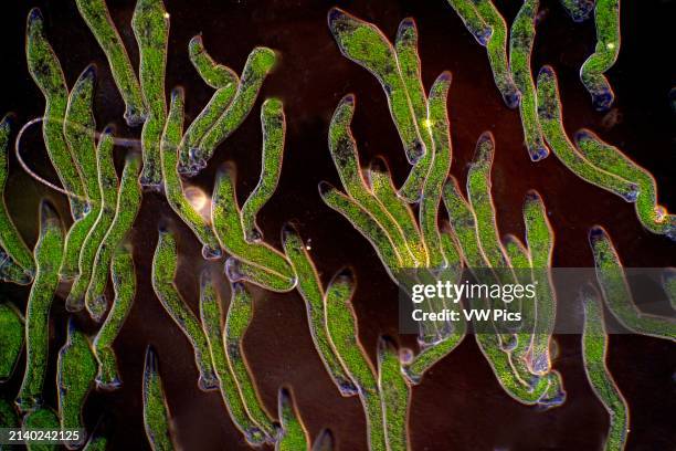 The image presents Ophrydium sp. , photographed through the microscope in polarized light and dark field at a magnification of 100X.