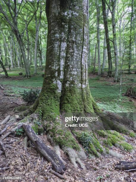 84,382 Simplified Tree Stock Photos, High-Res Pictures, and Images ...