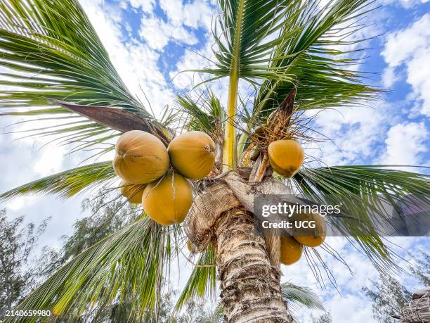 Madagascar, coconut palms.