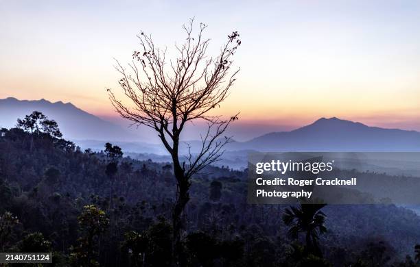 sunset in wayanad nature reserve kerala india - roger stock pictures, royalty-free photos & images