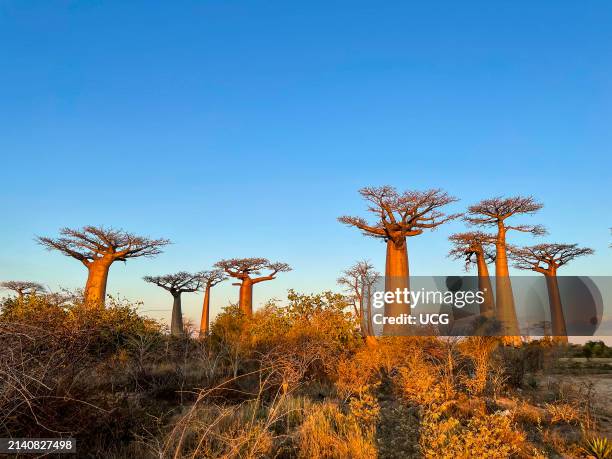 Madagascar, Avenue of Baobabs.