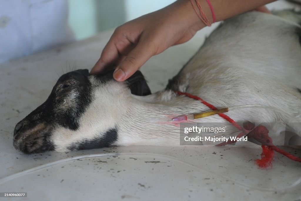 Animals are getting treatment and vaccination on World Zoonoses Day
