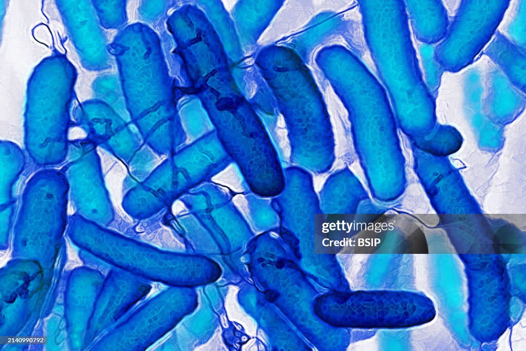Escherichia coli