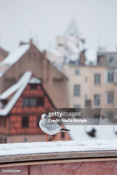 seagull bird in petite france strasbourg medieval old town under snow on a winter day - christian audigie stock pictures, royalty-free photos & images