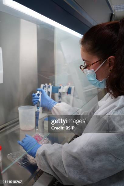 Research on chronic bacterial infections within Inserm. PhD student working on brucellosis bacteria.