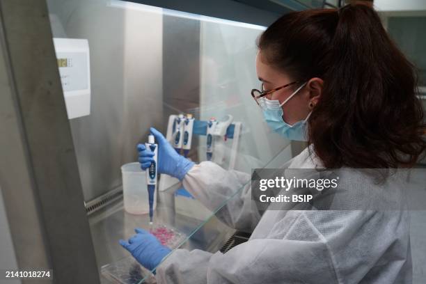 Research on chronic bacterial infections within Inserm. PhD student working on brucellosis bacteria.