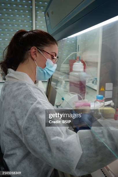 Research on chronic bacterial infections within Inserm. PhD student working on brucellosis bacteria.