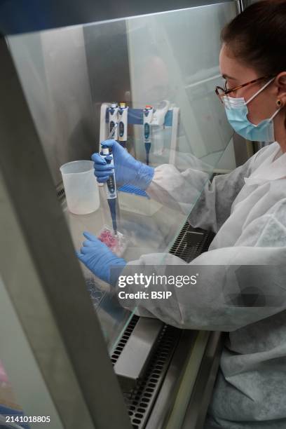 Research on chronic bacterial infections within Inserm. PhD student working on brucellosis bacteria.