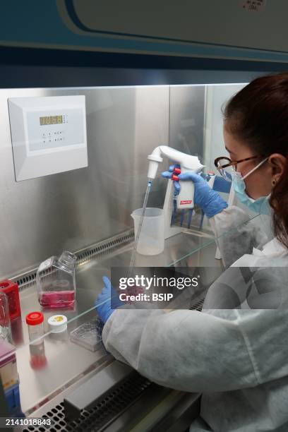 Research on chronic bacterial infections within Inserm. PhD student working on brucellosis bacteria.