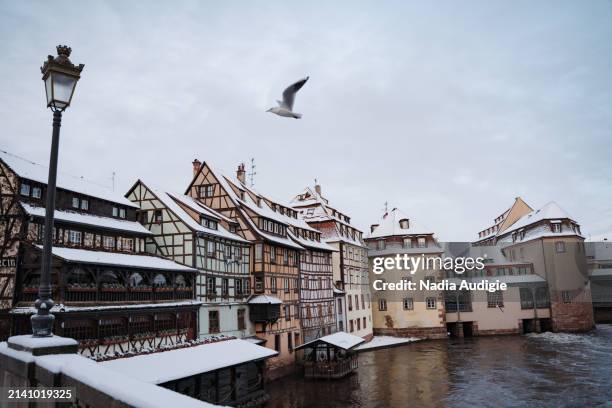 seagull bird flying over petite france strasbourg medieval old town under snow on a winter day - christian audigie stock pictures, royalty-free photos & images