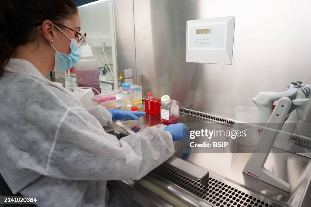 Research on chronic bacterial infections within Inserm. PhD student working on brucellosis bacteria.