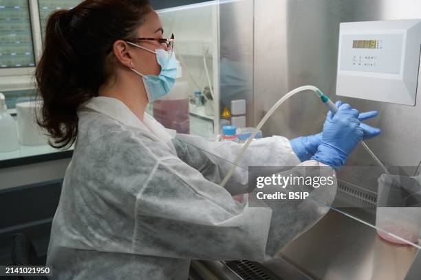 Research on chronic bacterial infections within Inserm. PhD student working on brucellosis bacteria.