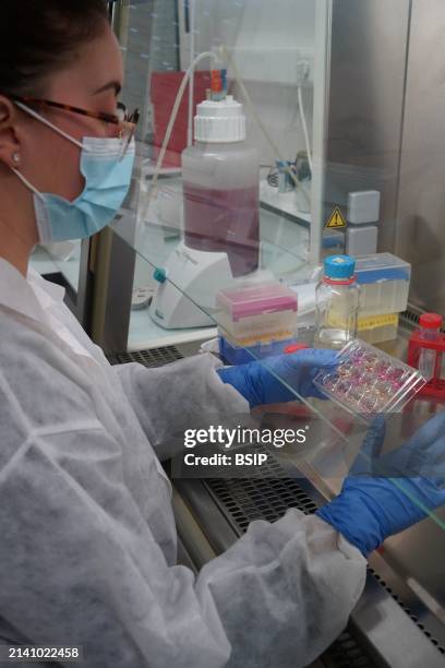 Research on chronic bacterial infections within Inserm. PhD student working on brucellosis bacteria.