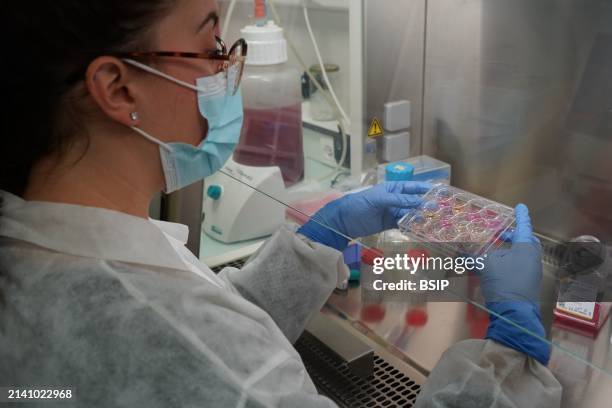 Research on chronic bacterial infections within Inserm. PhD student working on brucellosis bacteria.