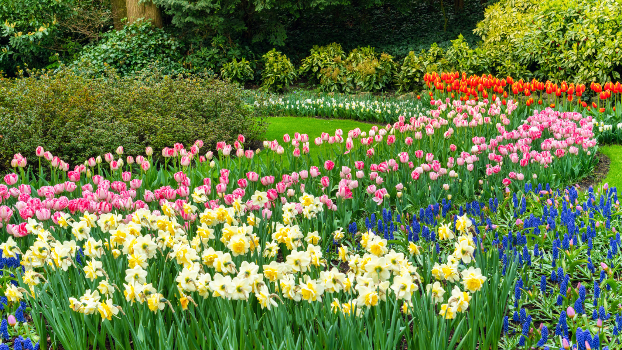 Hyacinths, daffodils and tulips in the garden in spring on a sunny day. Beautiful flower bed with bulbous plants. An abundance of flowers in Keukenhof Park. Landscaping ideas for park gardens. Hyacinths, daffodils and tulips in the garden in spring on a sunny day. Beautiful flower bed with bulbous plants. An abundance of flowers in Keukenhof Park. Landscaping ideas for park gardens.