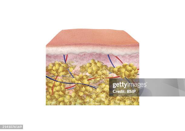 Section of smooth skin with epidermis, dermis and hypodermis, collagen fiber, adipocyte and blood vessels.