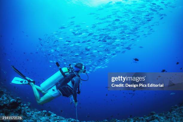 Scuba Diving With A School of Fish. Palau, Micronesia.