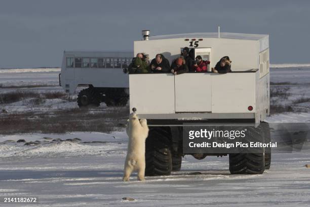 Polar Bear Standing Up Against A Tundra Buggy Near Cape Churchill. Manitoba, Canada.