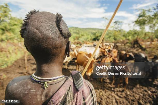 Suri Tribe Cattle Herders, Omo Region, Southwest Ethiopia. Kibish, Ethiopia.