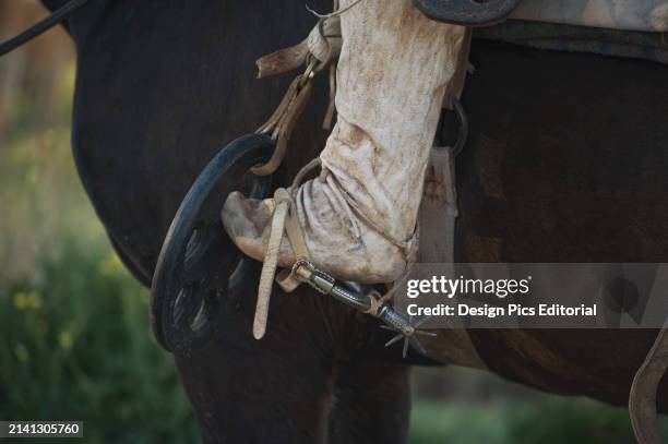 Riding Boot With Spur Hooked Into The Strap of A Saddle on A Horse. Malargue, Argentina.