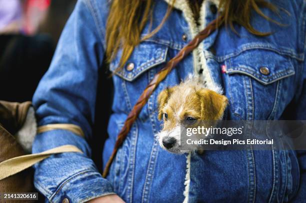 Small Dog Gets A Cozy Ride In It's Owner's Jacket. London, England.