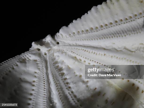 exquisite details of broken urchin shell - southport north carolina stockfoto's en -beelden