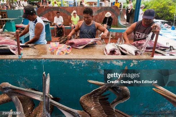 Pelicans wait for handouts at a fish market in Puerto Ayora. Puerto Ayora, Galapagos Islands National Park, Galapagos Islands, Ecuador.