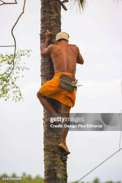 Shirtless man climbing a tree with bare feet. Kerala State, India.