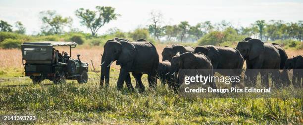 Herd of elephants walking past a tourist vehicle at a wildlife refuge. Selinda Reserve, Botswana.