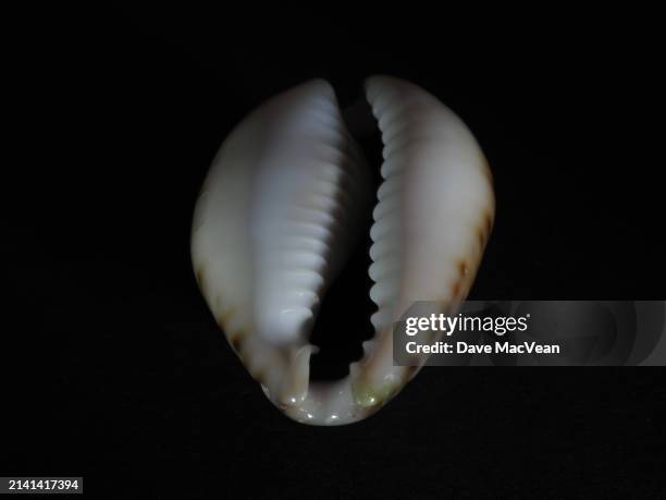 beautiful curves of cowrie - southport north carolina stockfoto's en -beelden