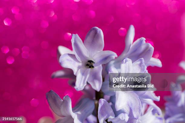 closeup photography of violet hyacinth flowers.springtime concept. - corolla petals stock pictures, royalty-free photos & images
