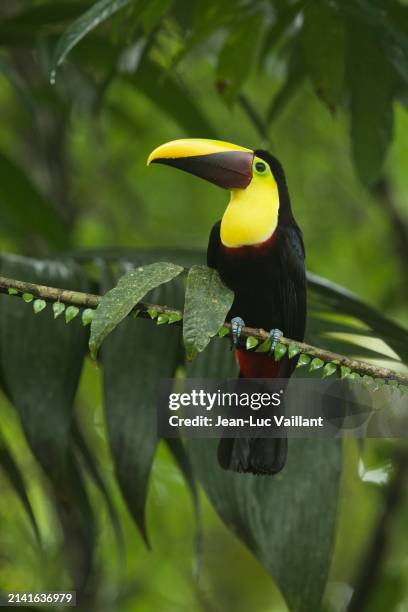 chesnut-mandibled toucan - toucan stock pictures, royalty-free photos & images