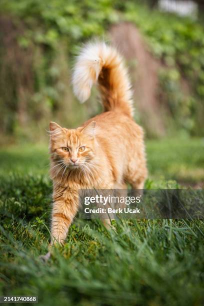 gato de rua de gengibre. - amarelo-avermelhado-claro - fotografias e filmes do acervo