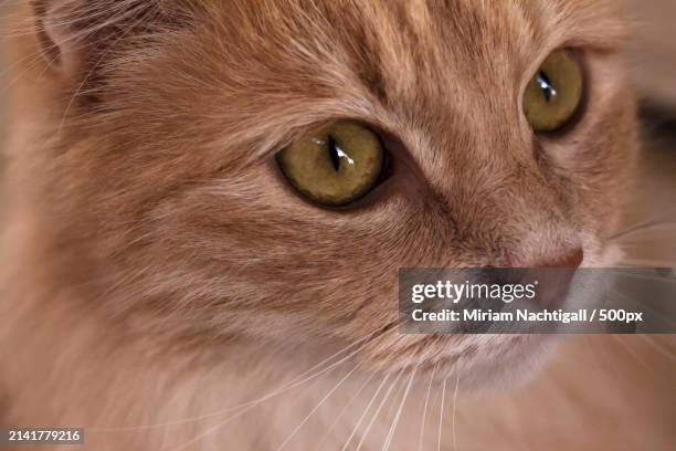 close-up portrait of cat - there something about miriam stock pictures, royalty-free photos & images