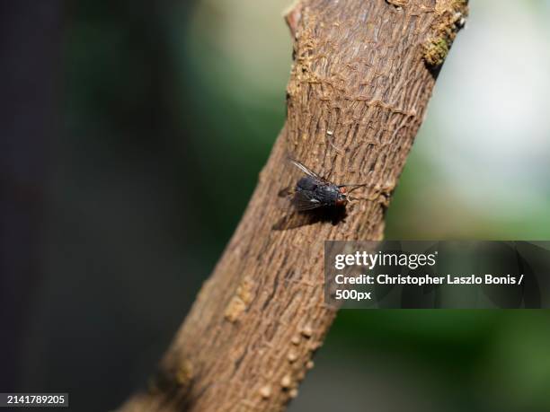 Massachusetts Insects 933 Wellesley Hills Stock Photos, High-Res Pictures, and Images - Getty ...