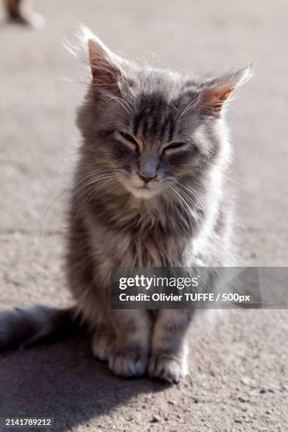 close-up of cat sitting outdoors - compagnon stock pictures, royalty-free photos & images