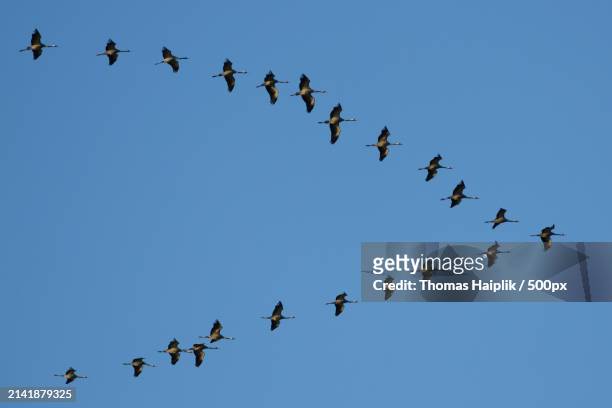 low angle view of birds flying against clear sky - vogelschwarm stockfoto's en -beelden