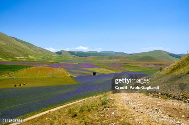 fiorita castelluccio - castelluccio stock pictures, royalty-free photos & images