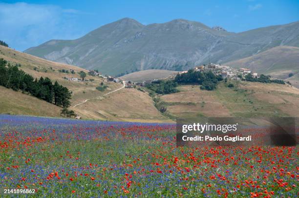 flowering after the earthquake - castelluccio stock pictures, royalty-free photos & images