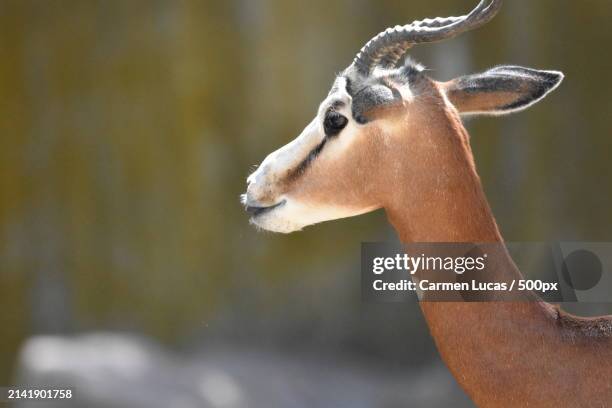 close-up of deer,spain - springbok deer fotografías e imágenes de stock