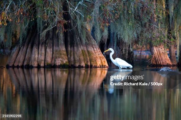 side view of egret perching on lake,louisiana,united states,usa - louisiana stock pictures, royalty-free photos & images